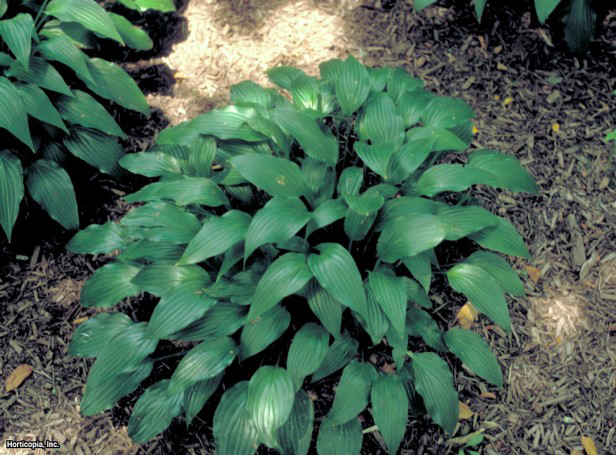 Hosta