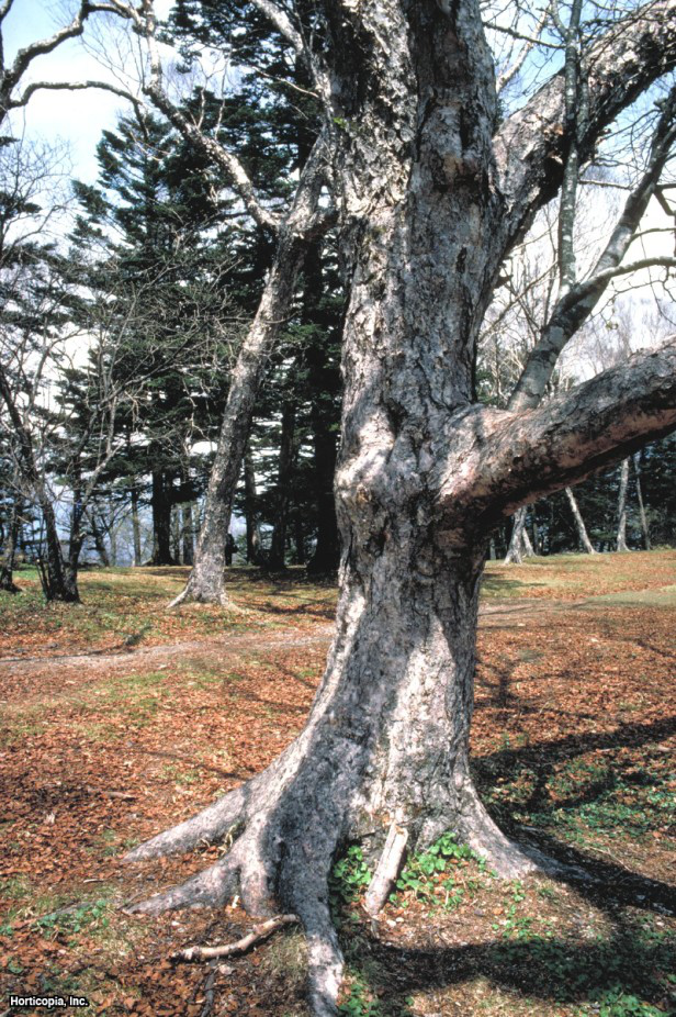 Hükümdar Huş