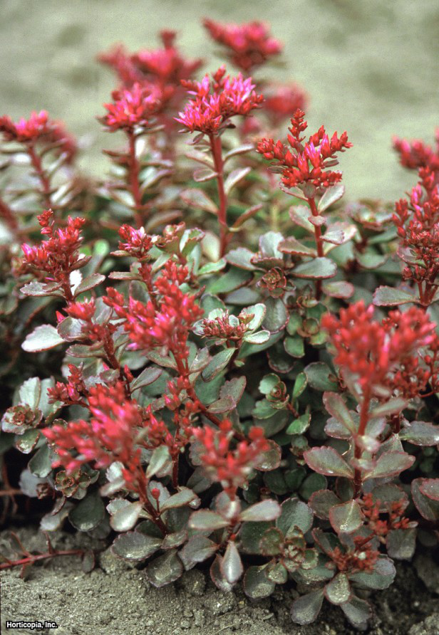 İki Sıra Stonecrop