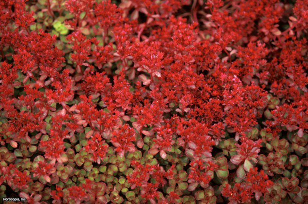 İki Sıra Stonecrop