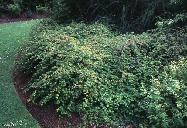 Kesilmiş Yaprak Stephanandra