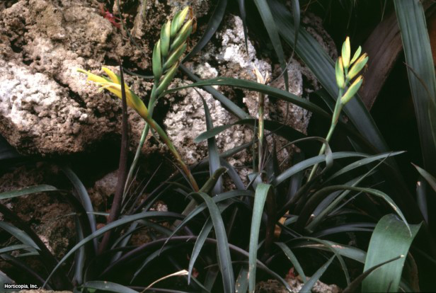 Kılıç Bitki Bromeliad