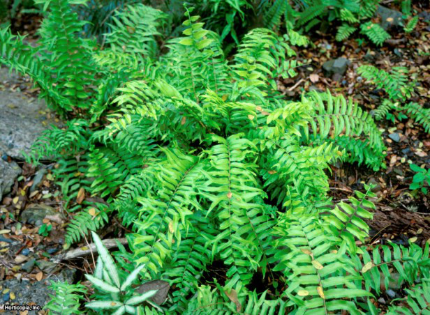 Kılıç Eğreltiotu