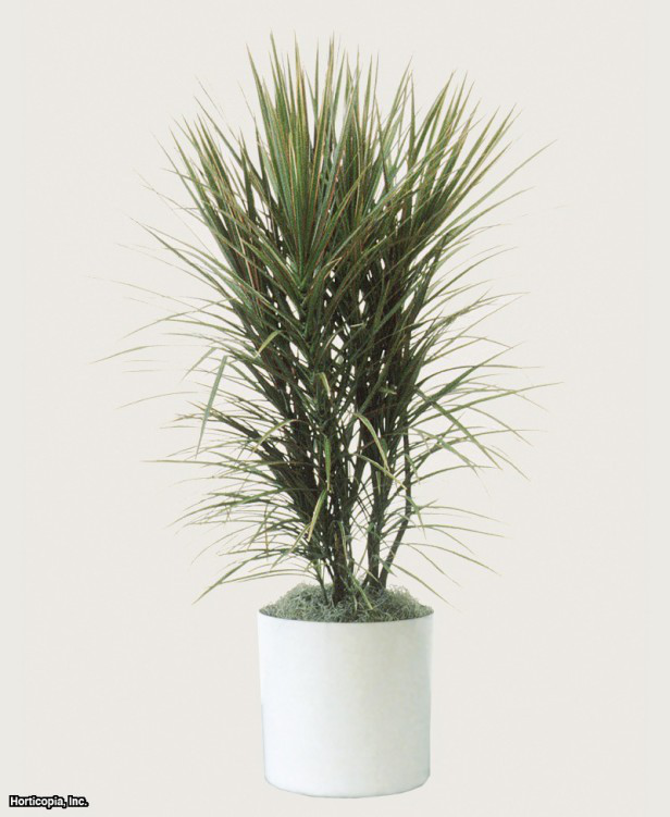 Kırmızı Kenar Dracaena