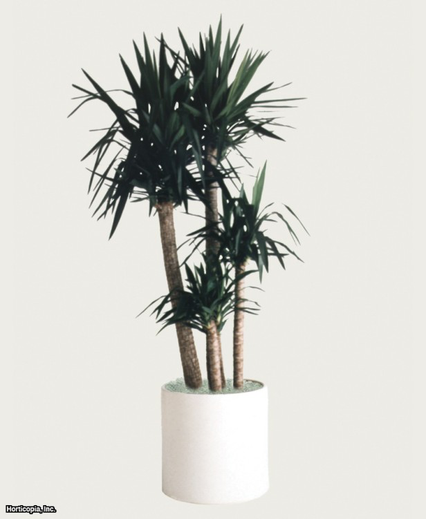 Kırmızı Kenar Dracaena