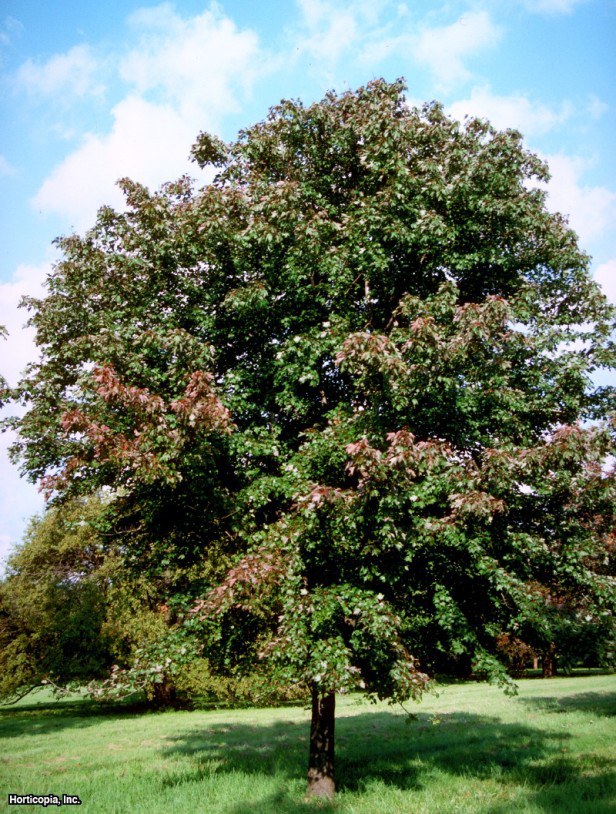 Kırmızı akçaağaç