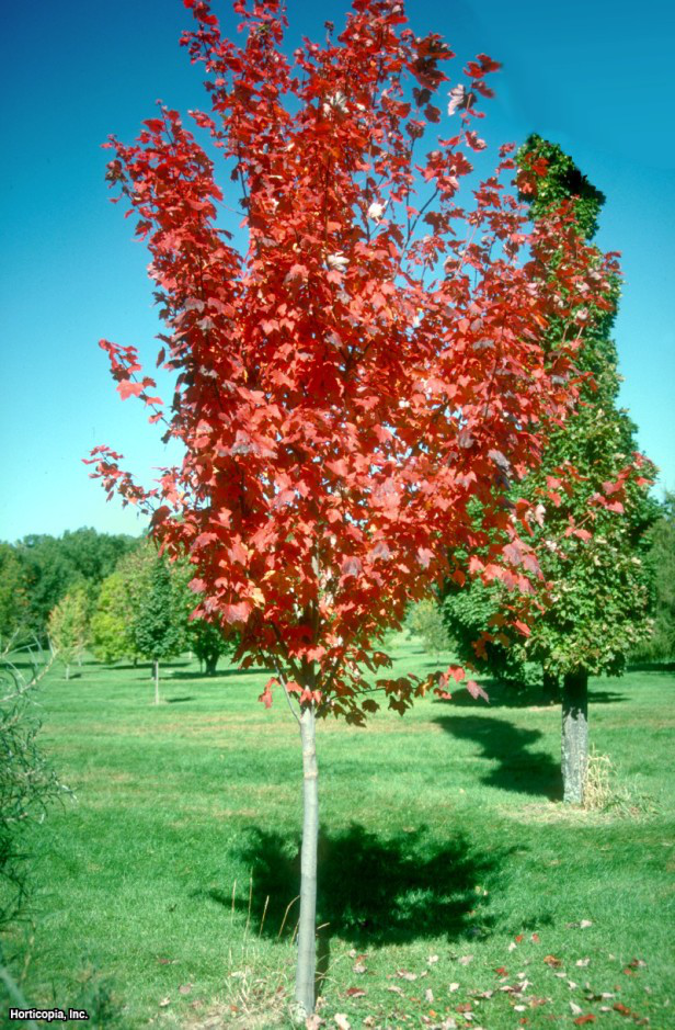 Kırmızı akçaağaç