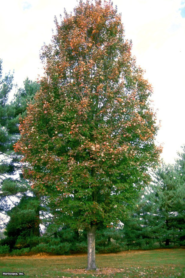 Kırmızı akçaağaç