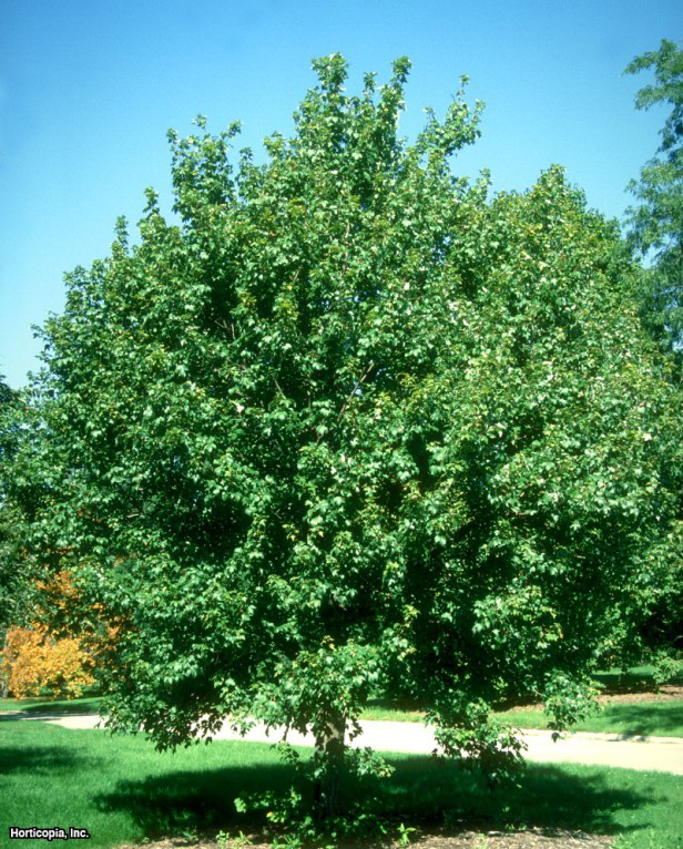 Kırmızı akçaağaç