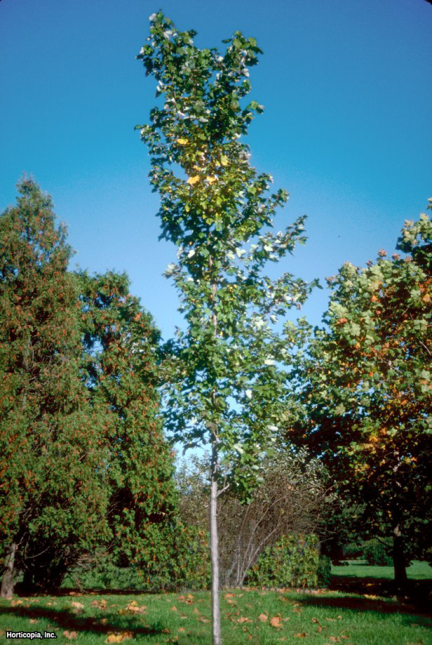 Kırmızı akçaağaç