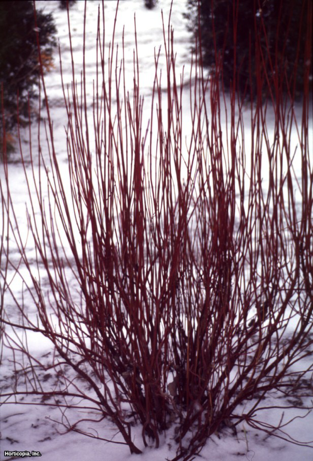 Kızılcık Kızılcık