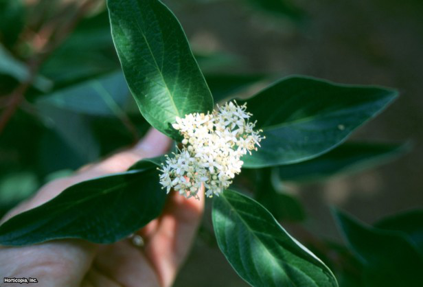 Kızılcık Kızılcık