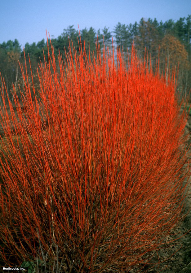 Kızılcık Kızılcık