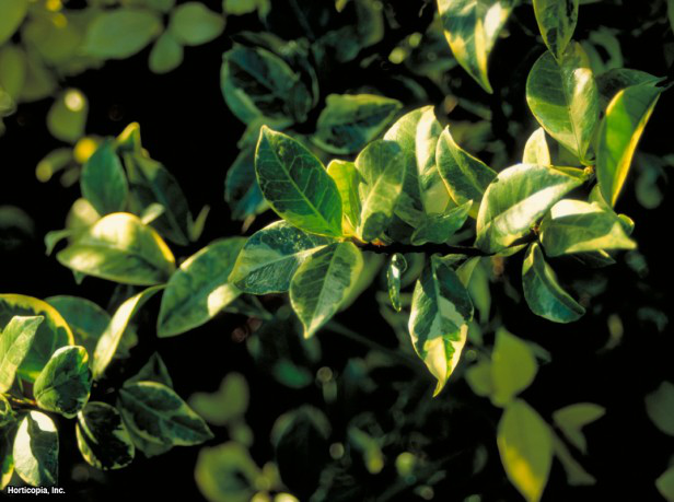 Konfederasyon Yasemin