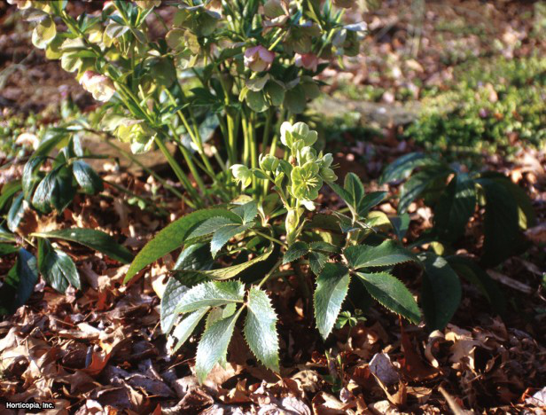 Korsika Hellebore