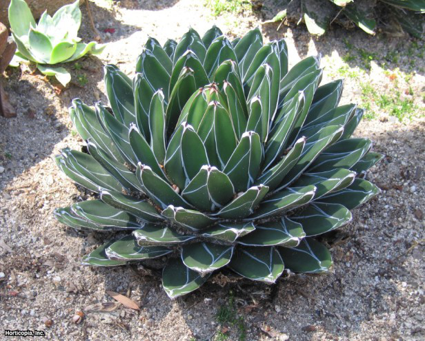 Kraliçe Victoria Yüzyıl Fabrikası