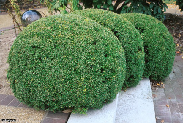 Küçük Yapraklı Şimşir