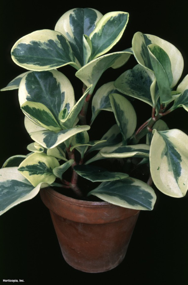 Künt Yapraklı Peperomia