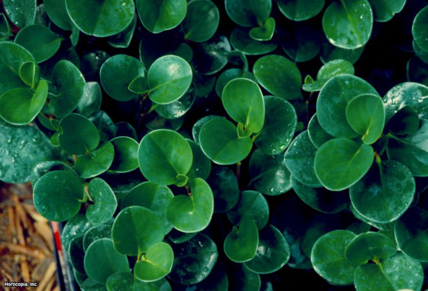 Künt Yapraklı Peperomia