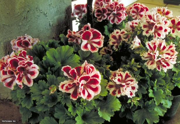 Martha Washington Sardunya