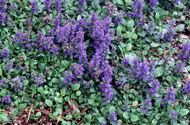 Mavi Bugleweed