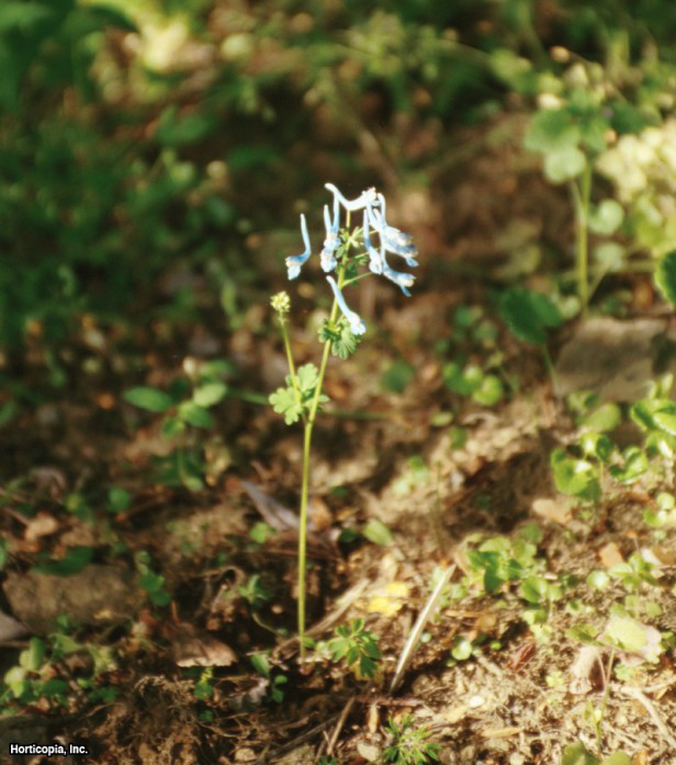 Mavi Corydalis