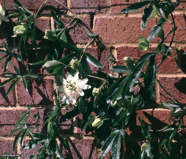 Mavi Tutku Çiçeği