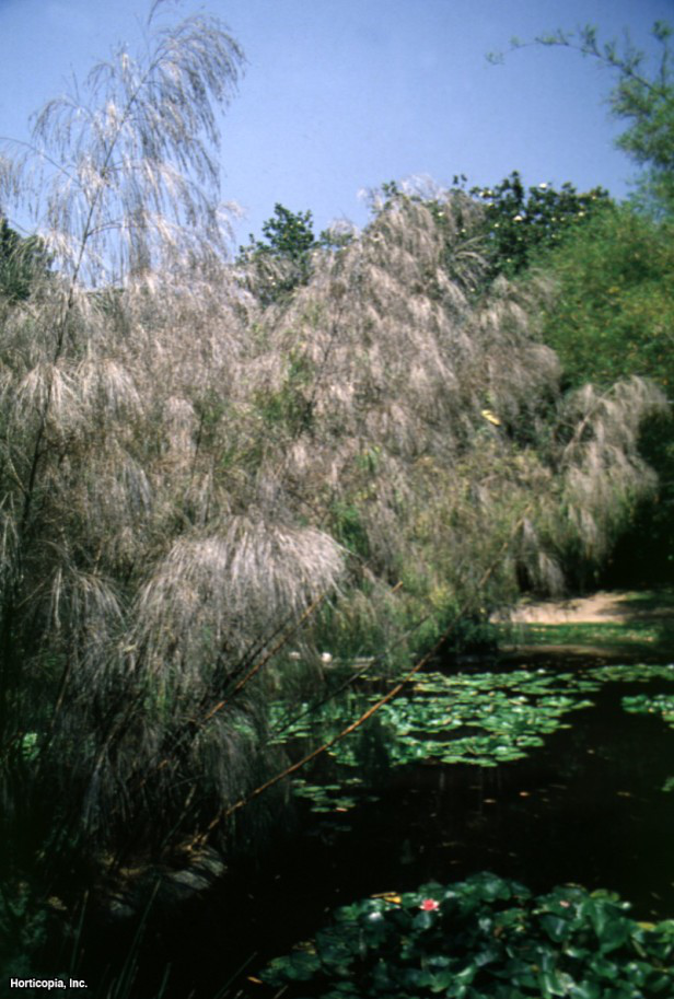 Meksika Ağlayan Bambu