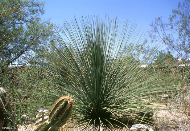 Meksika Çim Ağacı