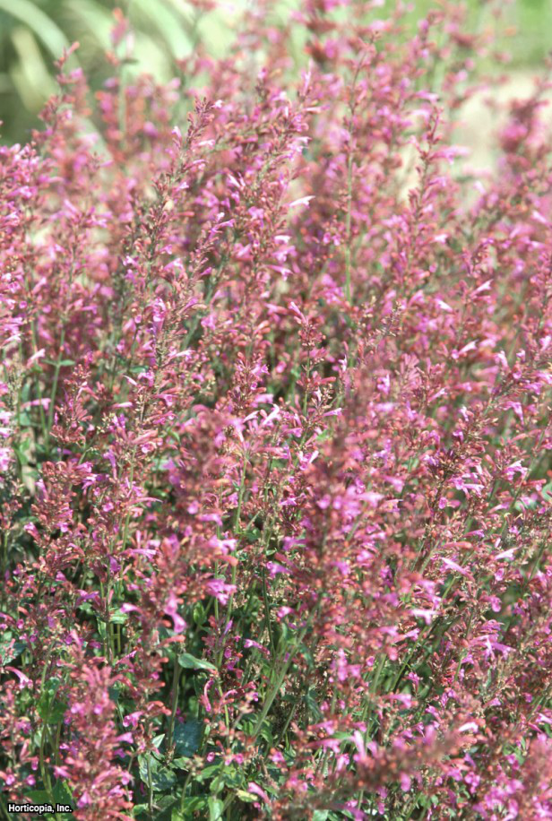 Meksika çördükotu