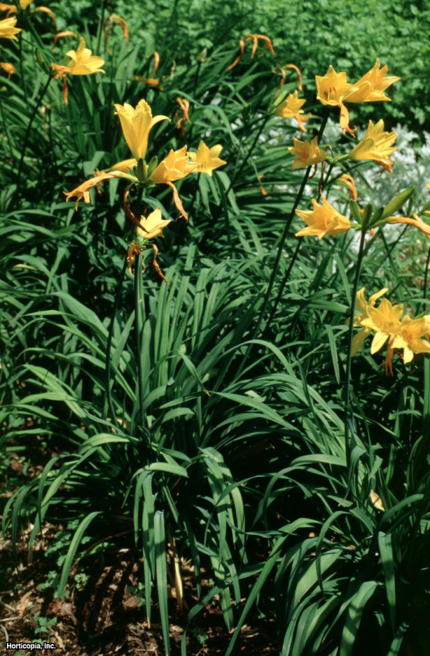 Middendorf Daylily