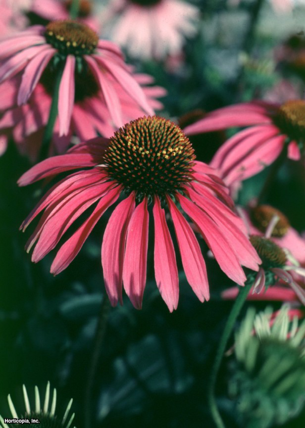 Mor Coneflower