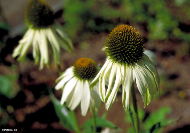 Mor Coneflower