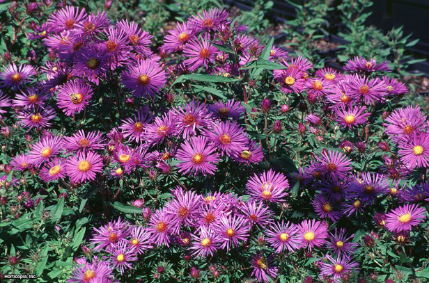 New England Yıldızı