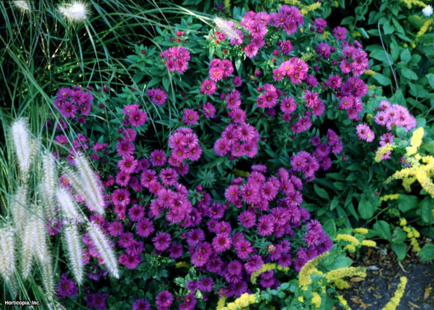 New England Yıldızı