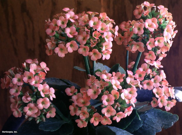 Noel Kalanchoe