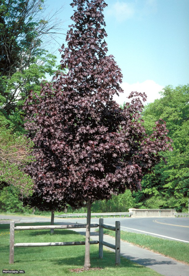 Norveç Akçaağacı