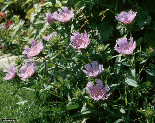 Omega Skyrocket Stoke'un Yıldız Yıldızı