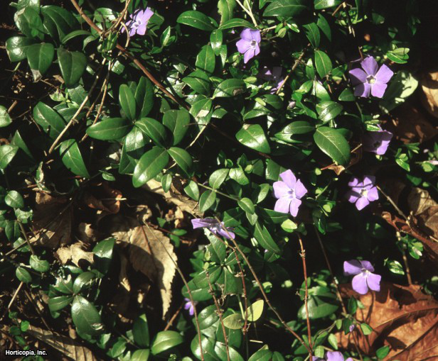 Ortak Cezayir menekşesi