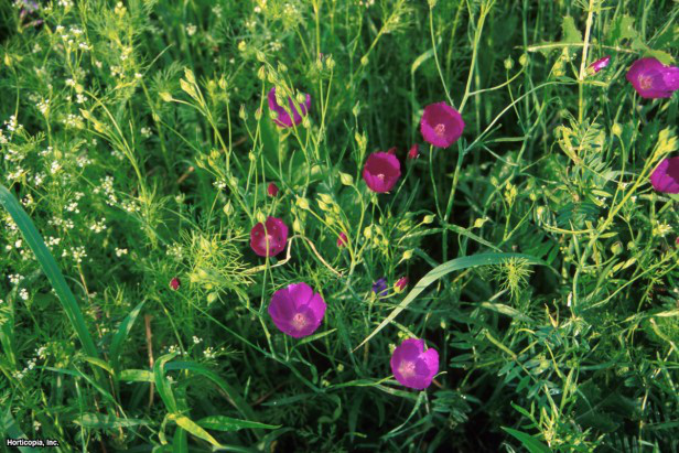 Parmak Haşhaş Ebegümeci