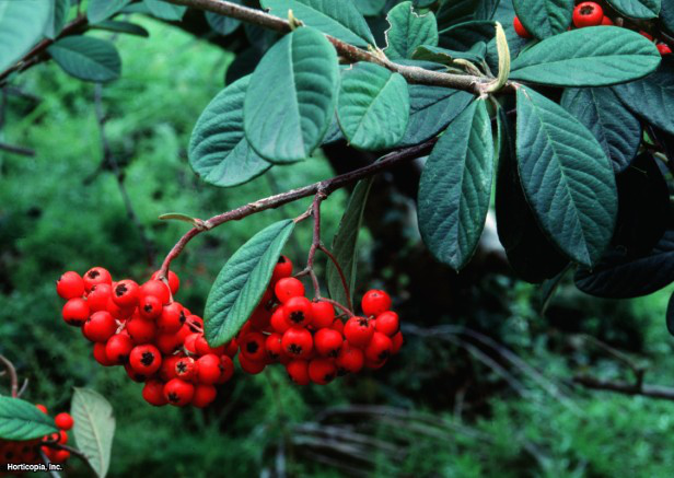 Parney Cotoneaster