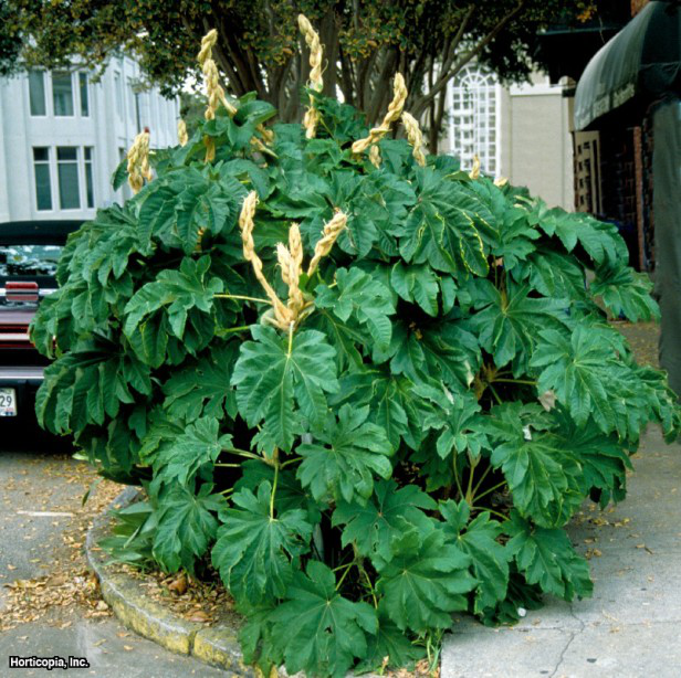 Pirinç Kağıdı Fabrikası