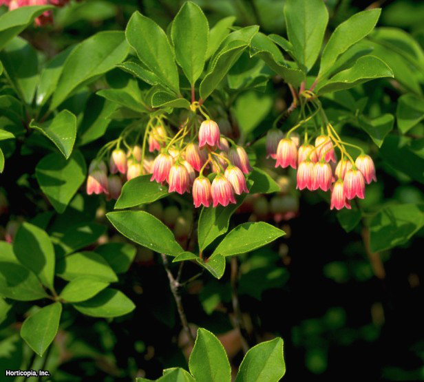 Redvein Enkianthus