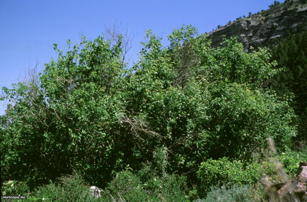 Rocky Mountain Akçaağaç