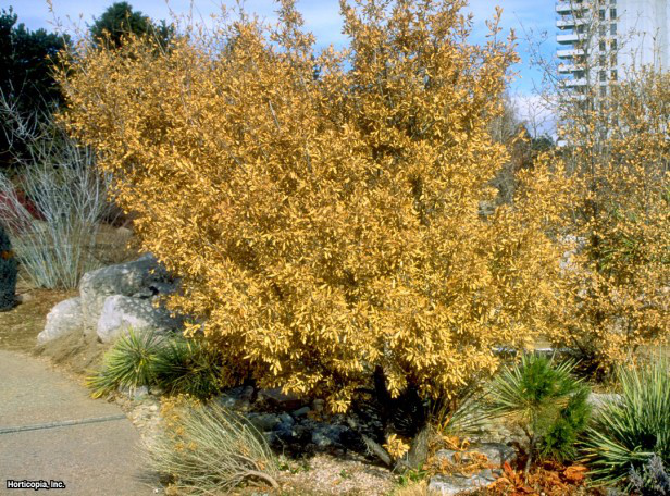 Rocky Mountain Çalı Meşesi