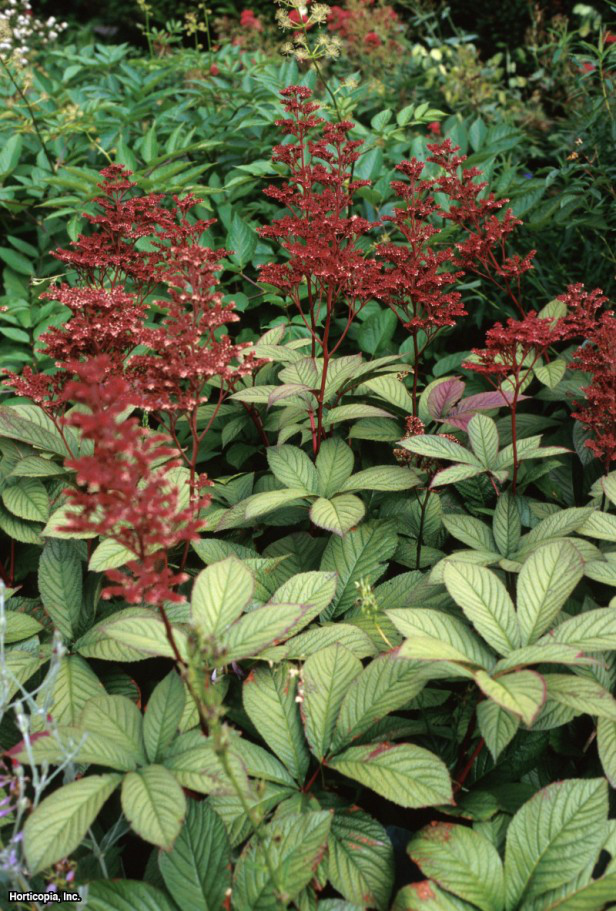 Rodgersia