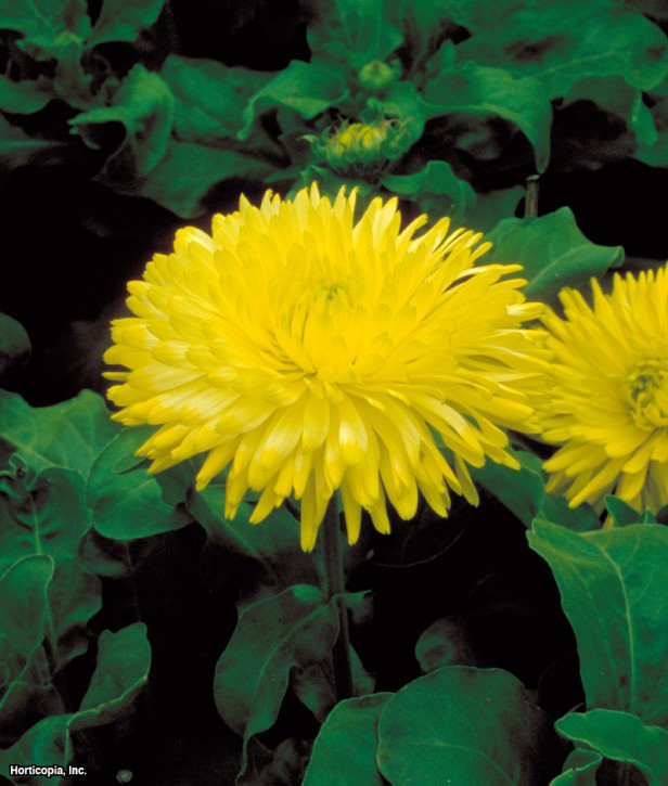 Saksı kadife çiçeği