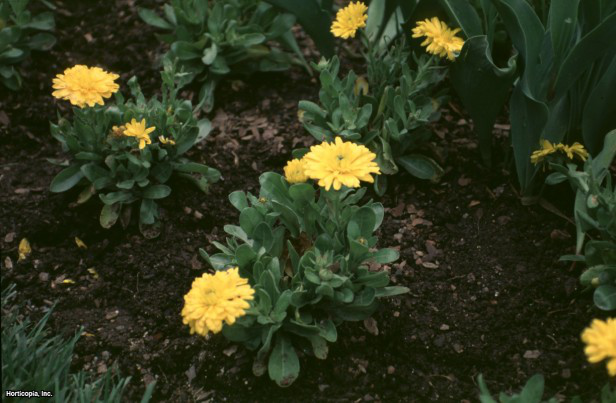 Saksı kadife çiçeği