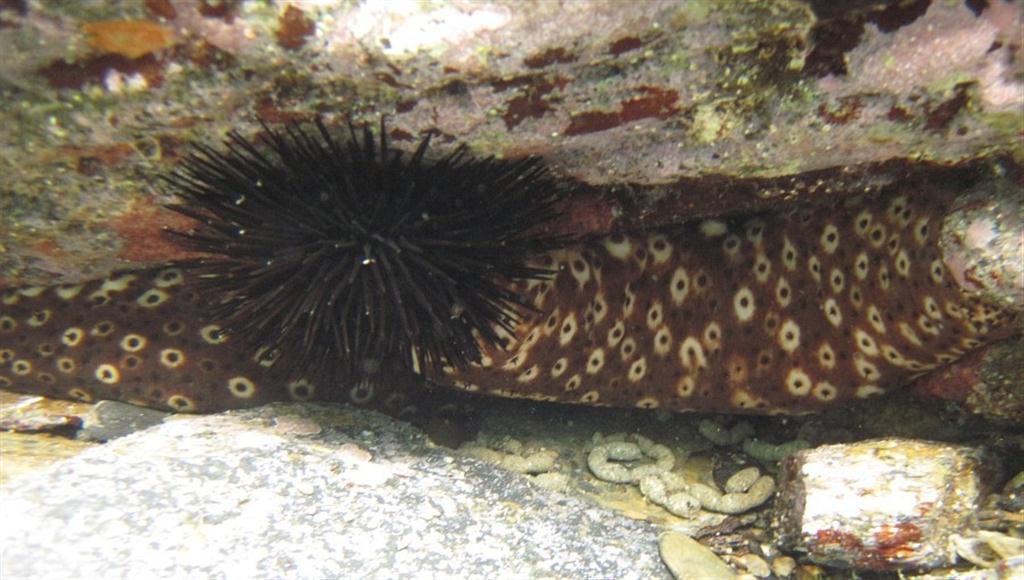 Sanctori Deniz Hıyarı