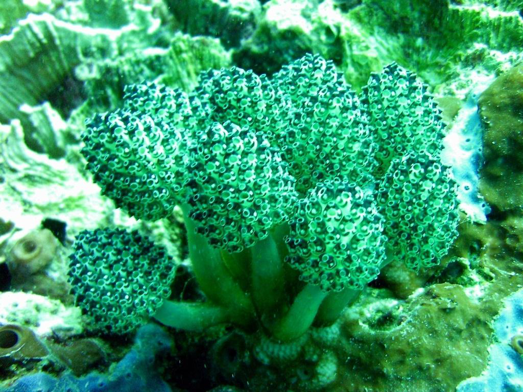 Saplı Deniz Fışkırtması